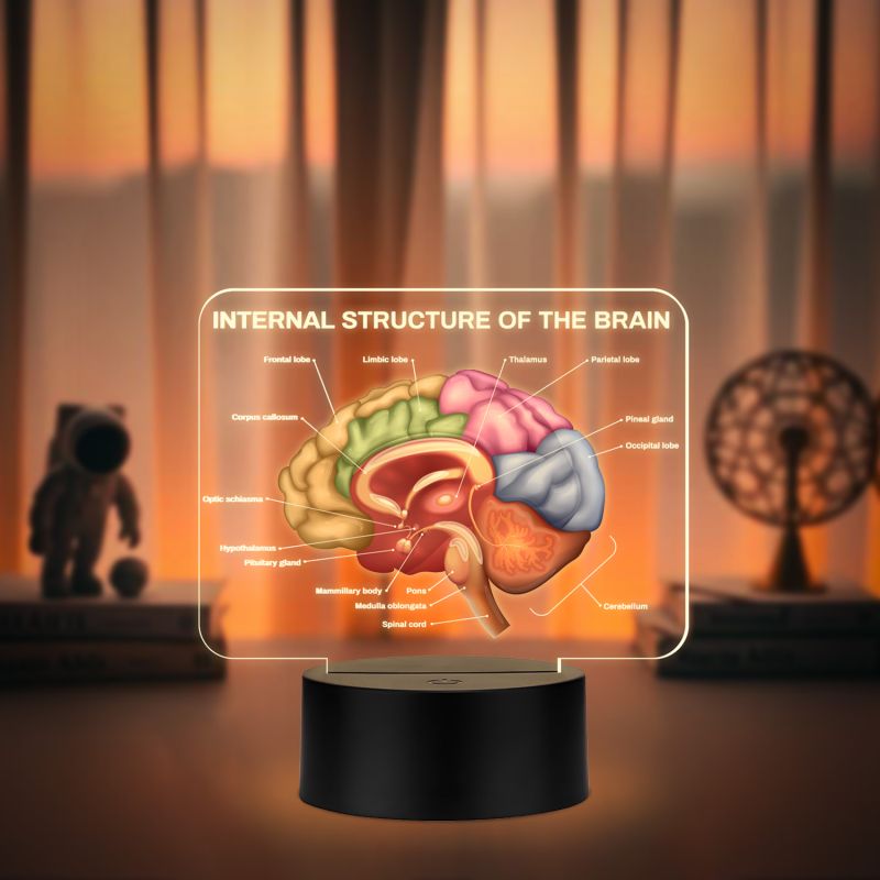 3D Illusion Internal Structure of The Brain LED Lamp, Anatomical Brain Model Light with Warm White Light Black Base, Educational Medical Decor Science Student & Doctor Clinic Decor